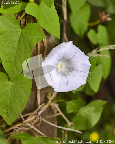 Image of bindweed flower