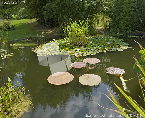 Image of sunny pond