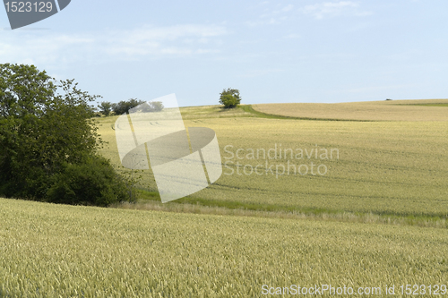 Image of rural pictorial agriculture scenery at summer time