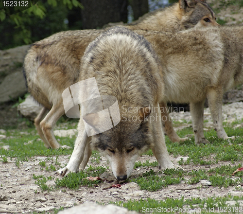 Image of Gray Wolf devour some meat