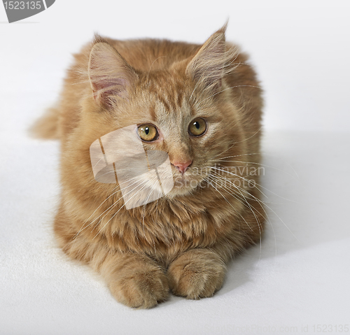 Image of Maine Coon kitten portrait