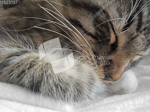 Image of sleeping kitten portrait