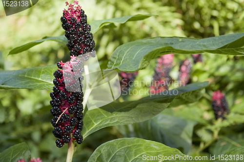 Image of Pokeweed plants