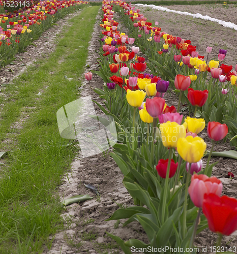 Image of colorful field of tulips