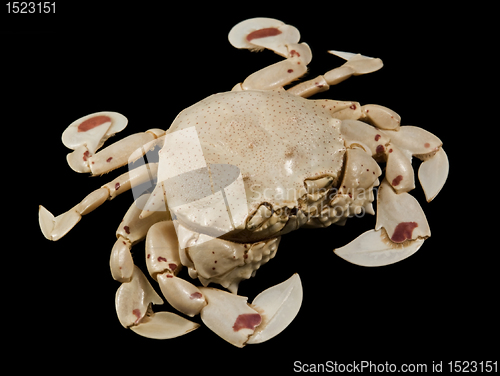 Image of moon crab isolated on black