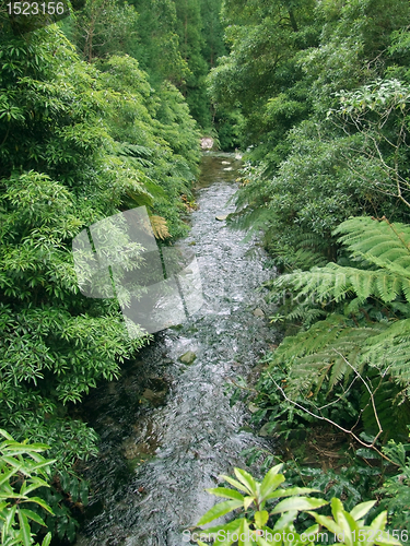 Image of small stream in dense vegetation
