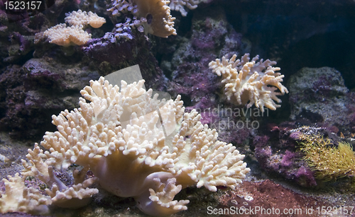 Image of underwater scenery with corals