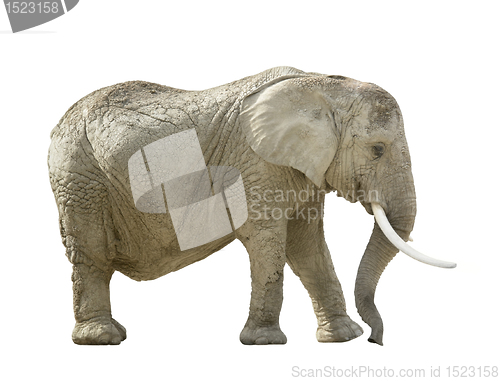 Image of african elephant