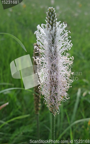 Image of grass blossom on a meadow