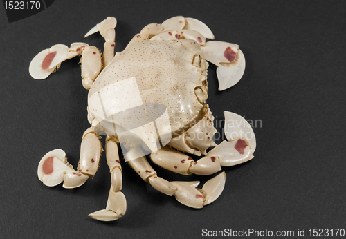 Image of moon crab isolated on black