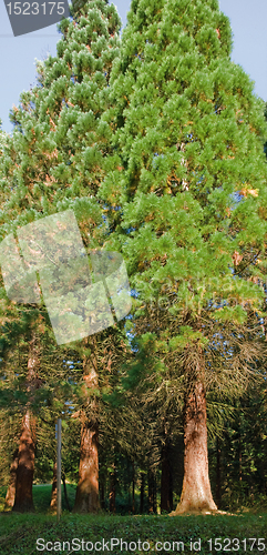 Image of redwood trees at summer time