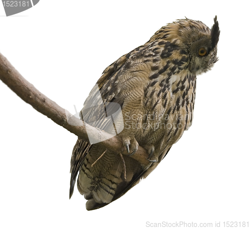 Image of Eagle Owl in white back