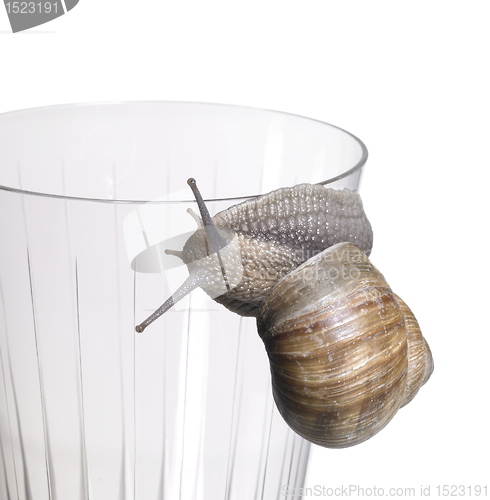 Image of grapevine snail on drinking glass