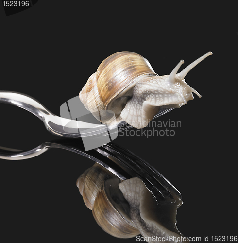 Image of Grapevine snail on fork