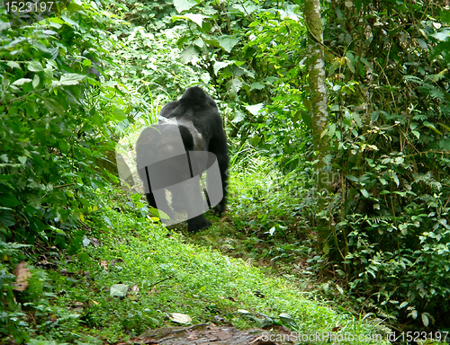 Image of Gorilla in the rainforest