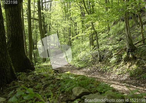 Image of forest track un sunny ambiance