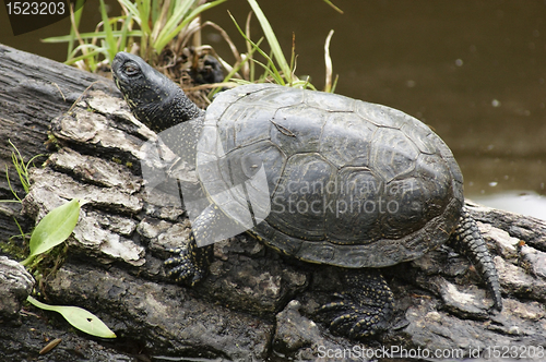 Image of European pond terrapin