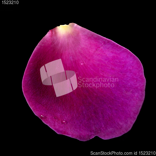 Image of purple rose petal