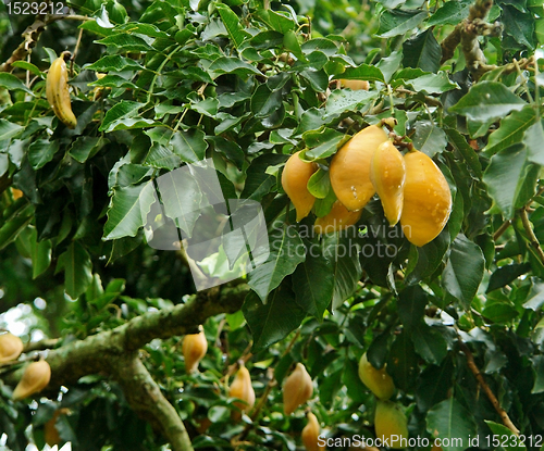 Image of yellow fruits in Uganda