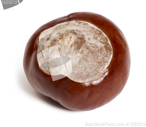 Image of horse chestnut