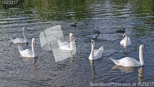 Image of swans and ducks riverside