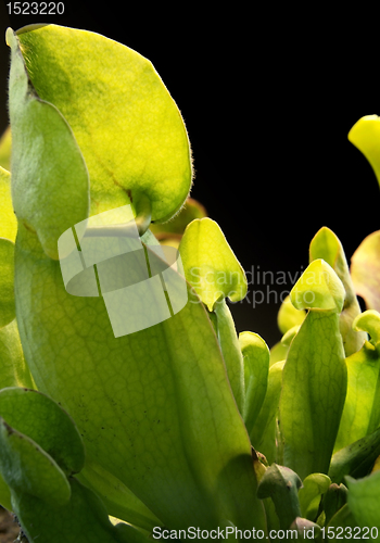 Image of carnivorous plant detail