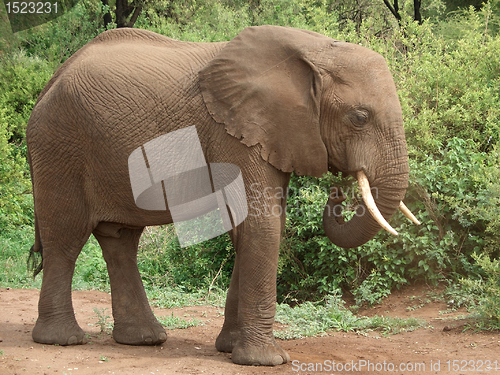 Image of african Elephant sideways