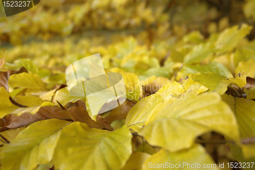 Image of yellow autumn leaves