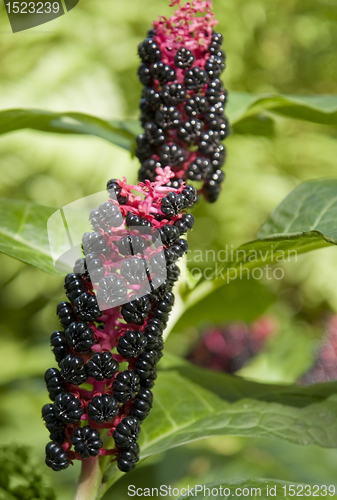 Image of Pokeweed plants