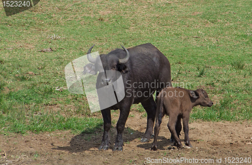 Image of African Buffalos in sunny ambiance