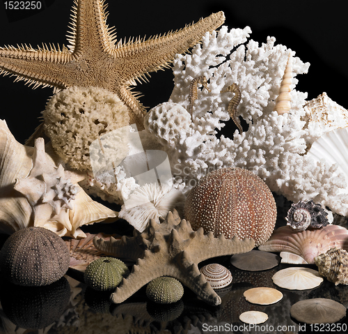 Image of sea life decoration