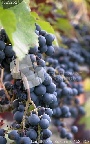 Image of blue grapes closeup