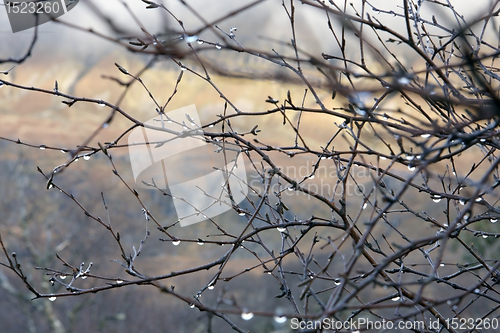 Image of twigs and drops in blurry back