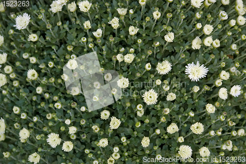 Image of floral background