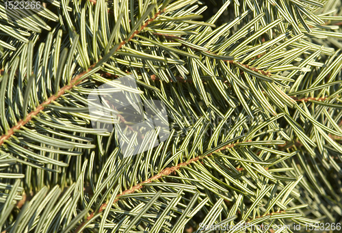 Image of fir needle background