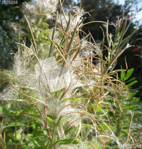 Image of fluffy seed detail