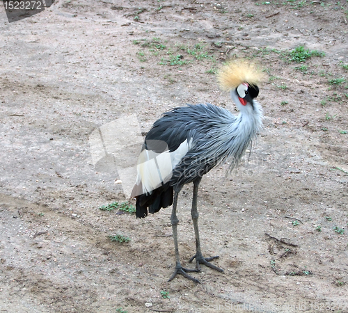Image of Black Crowned Crane in Africa