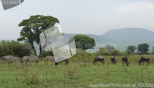 Image of savannah scenery with Serengeti animals