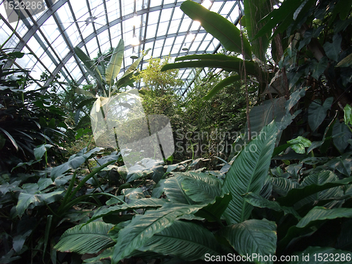 Image of tropical greenhouse scenery