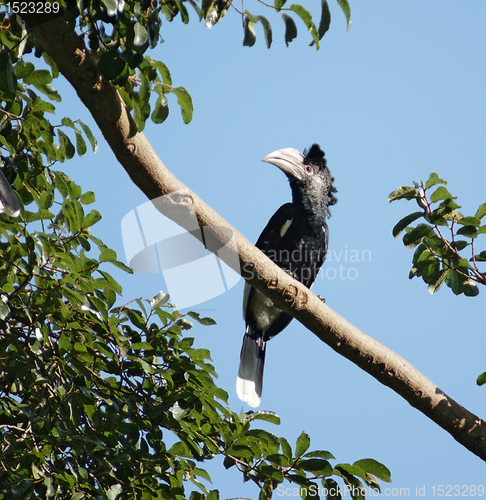 Image of Silvery-cheeked Hornbill in Uganda