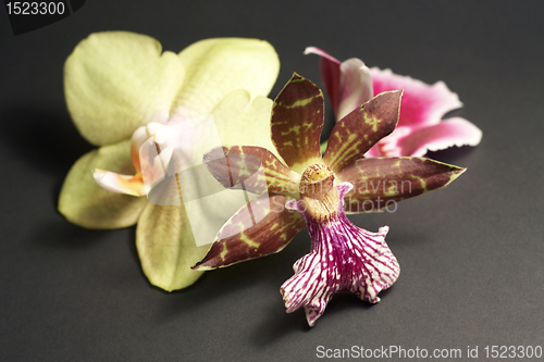 Image of orchid flowers in dark back