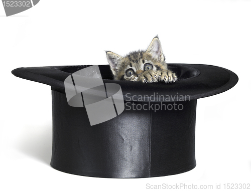 Image of kitten hiding in top hat