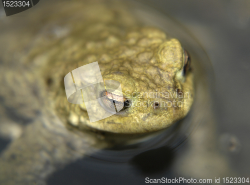 Image of head of a common toad