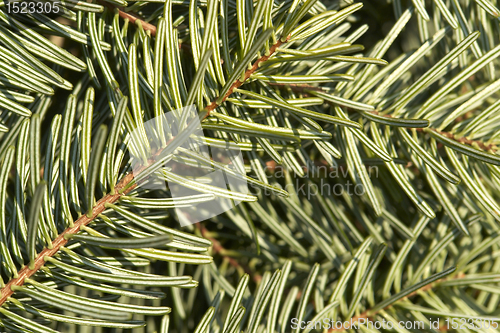 Image of fir needle background
