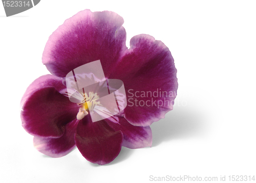 Image of violet orchid flower