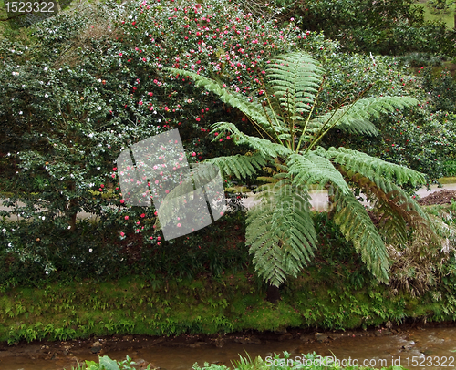 Image of vegetation at the Azores