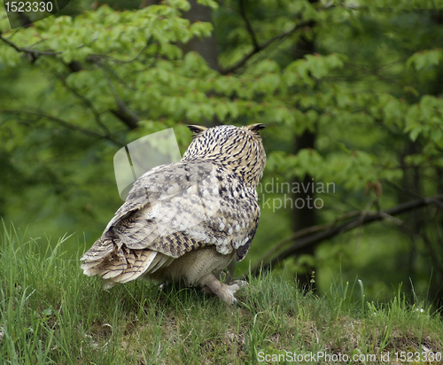 Image of Long-eared Owl