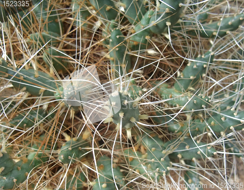 Image of tubular cacti detail