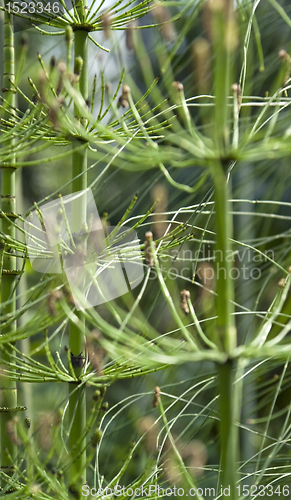 Image of Equisetum