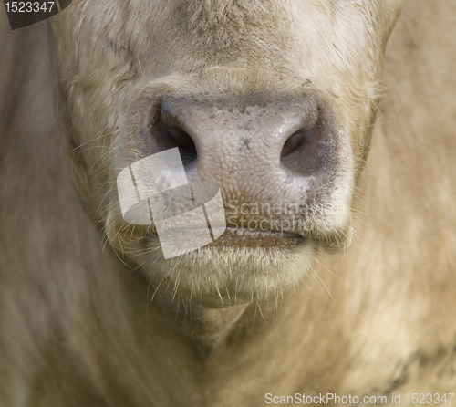 Image of cowÂ´s mouth